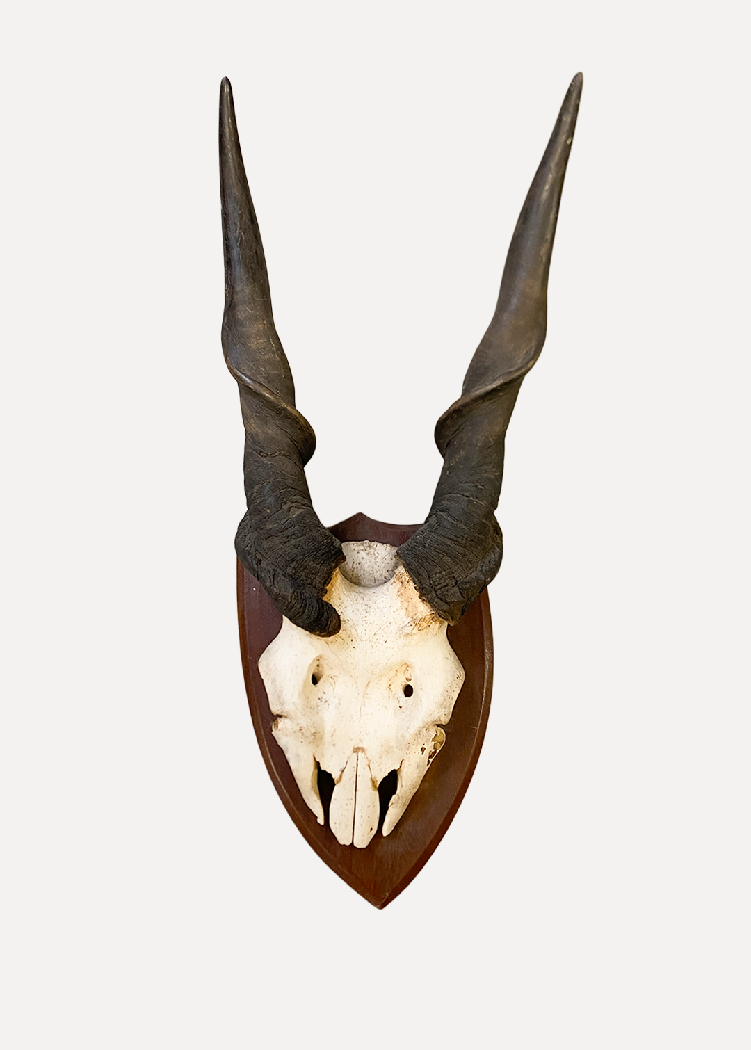 Art/Animals/Multiple/lzrah6truqrevsjlrpga