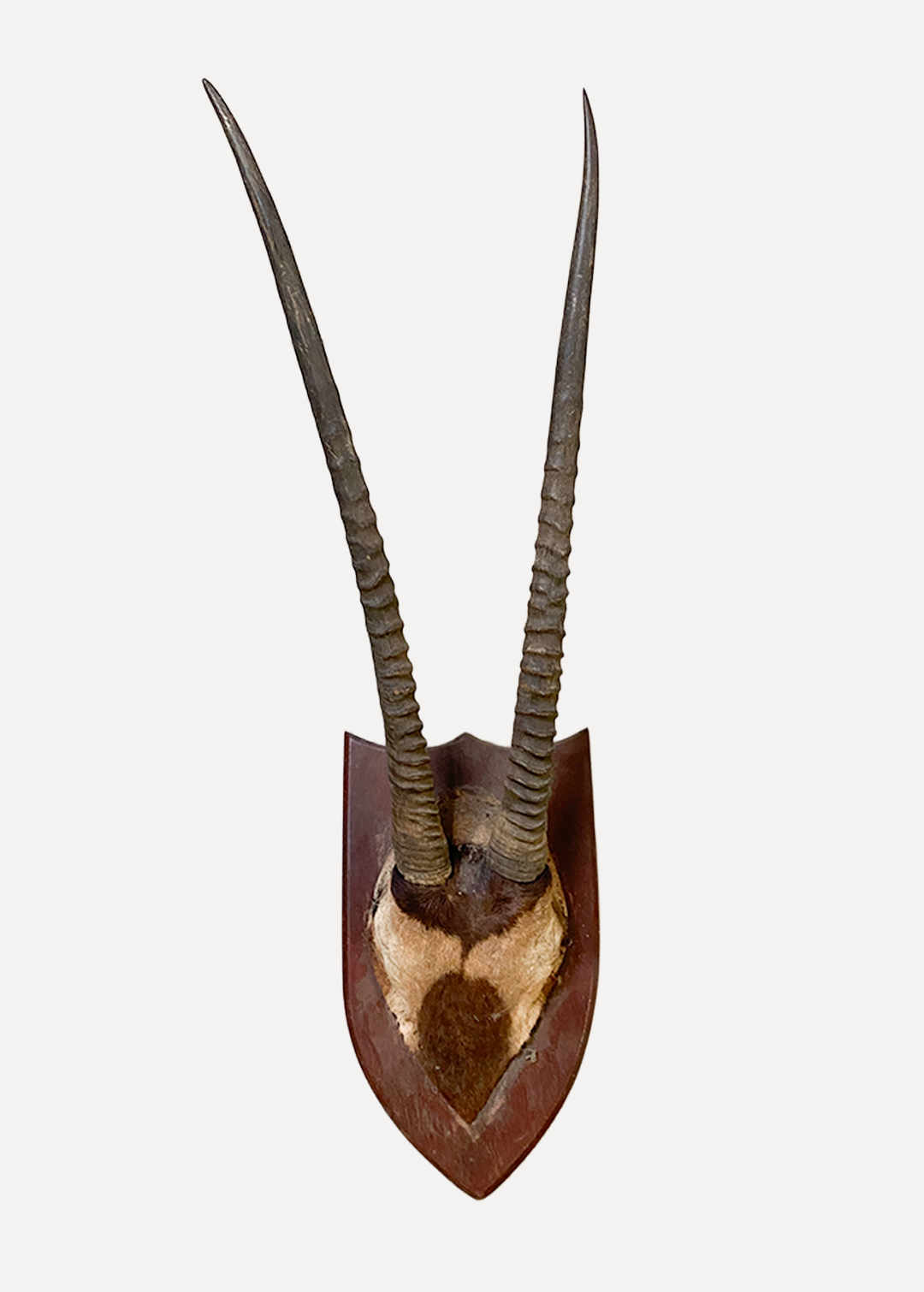 Art/Animals/Multiple/pjrarypsoewj7gkrf4sh