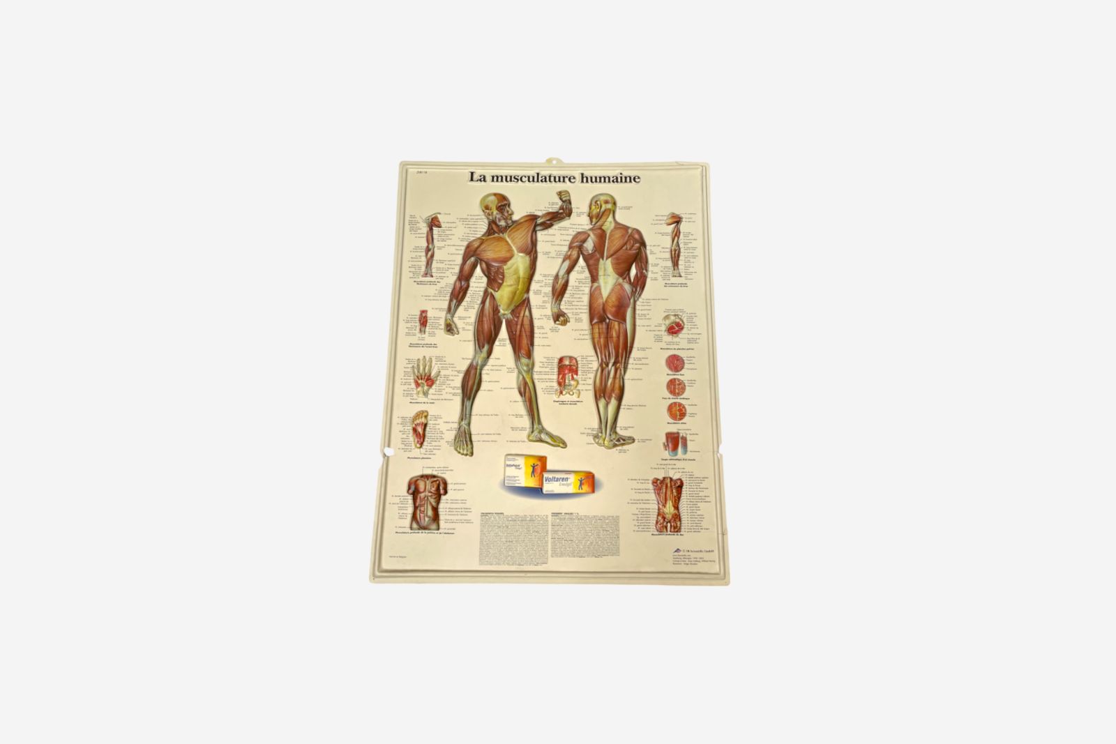 Medical/Affiches/Multiple/l19fvhp16zw2ndu5cco2