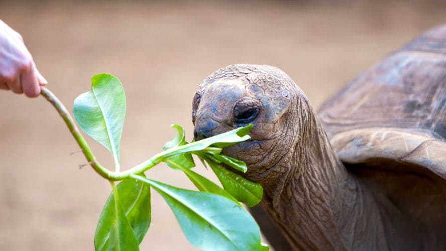 Crociera in catamarano alle Seychelles