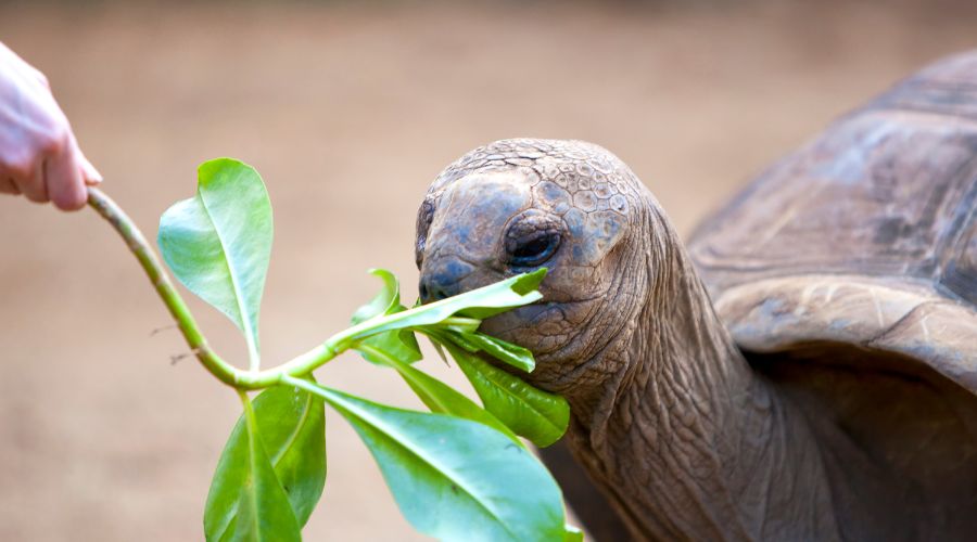 Crociera in catamarano alle Seychelles