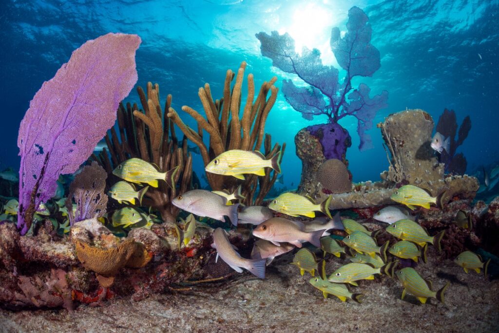Crociera in catamarano alle Bahamas