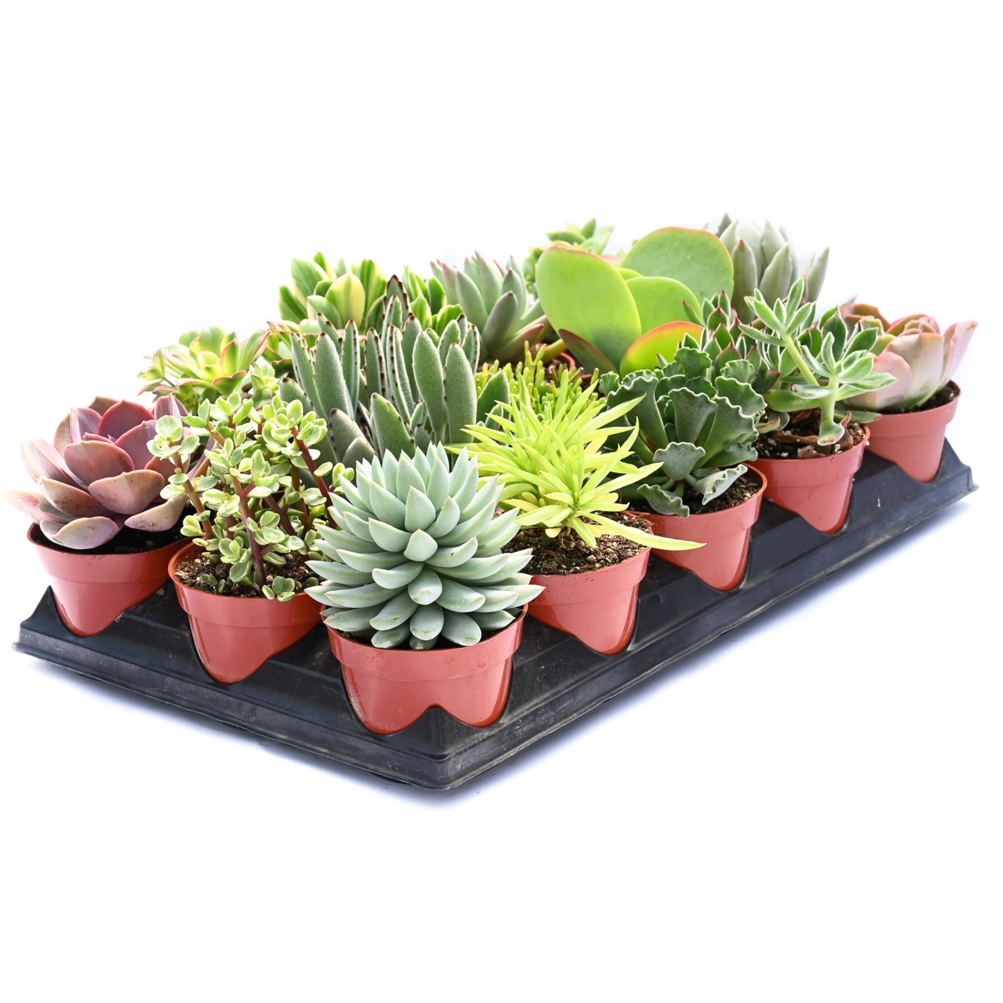 4" Succulents Assorted