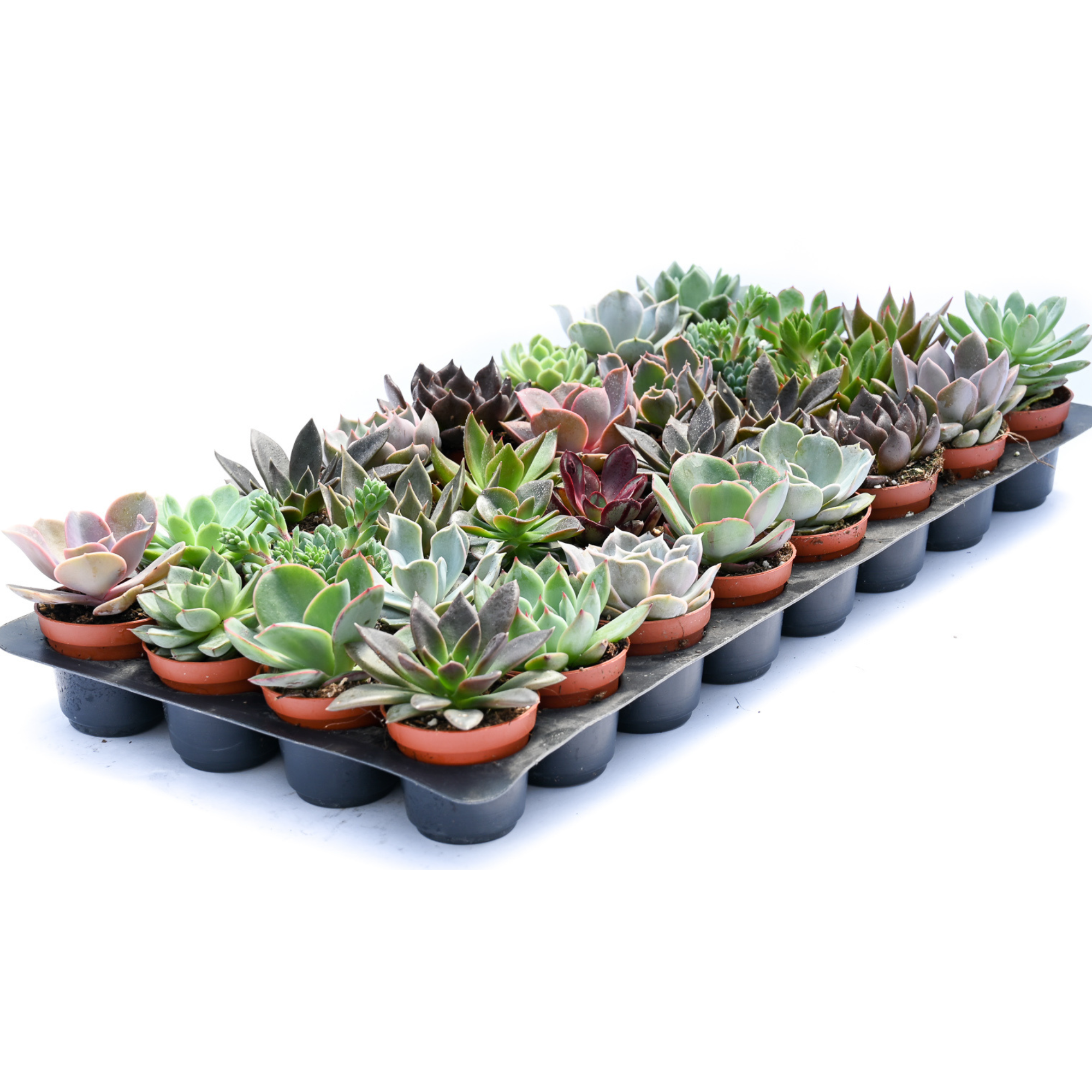 2" Succulents Assorted 