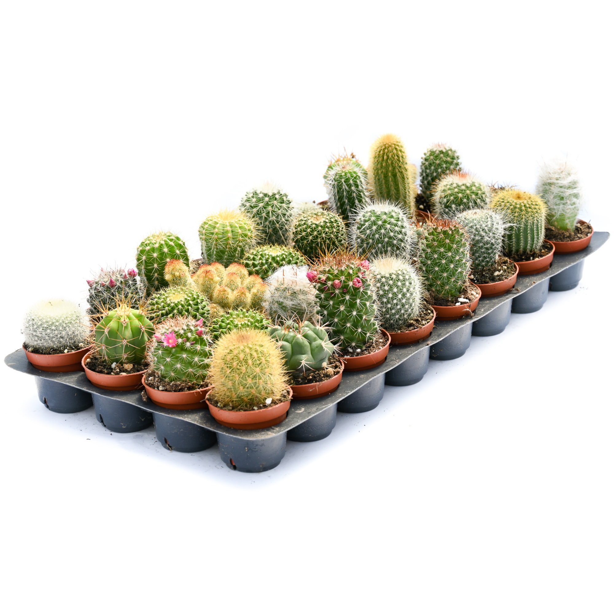 2" Cacti Assorted