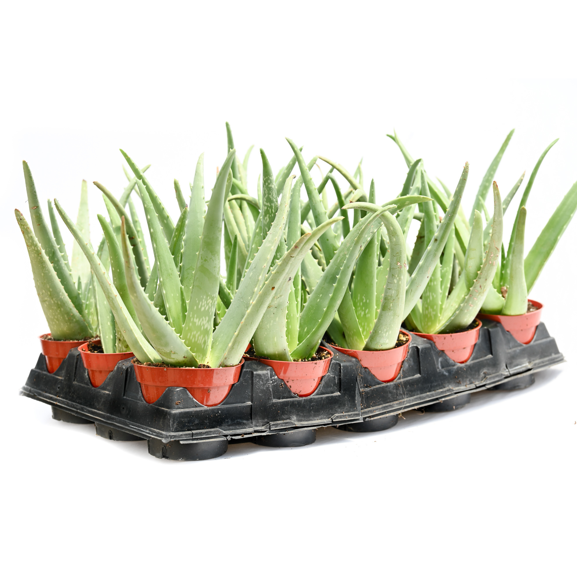 4" Aloe Vera