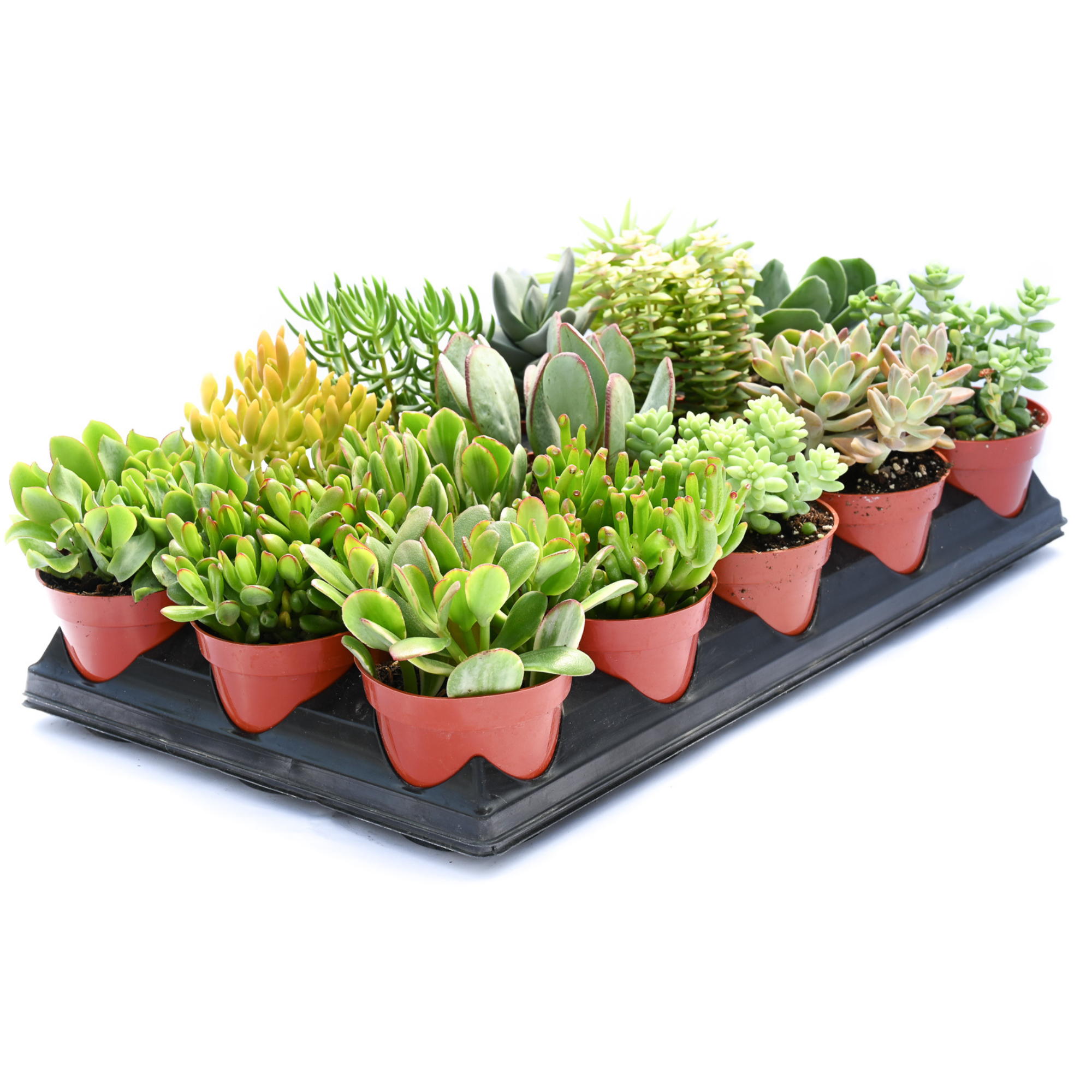 4" Succulents Crassula 