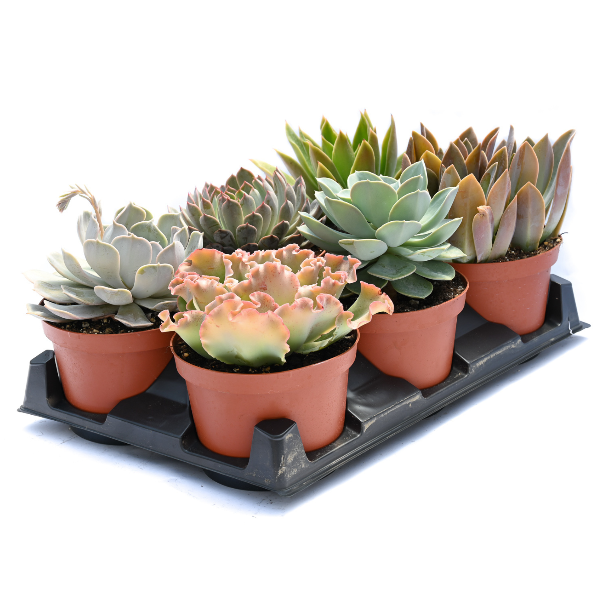 6" Succulents Assorted