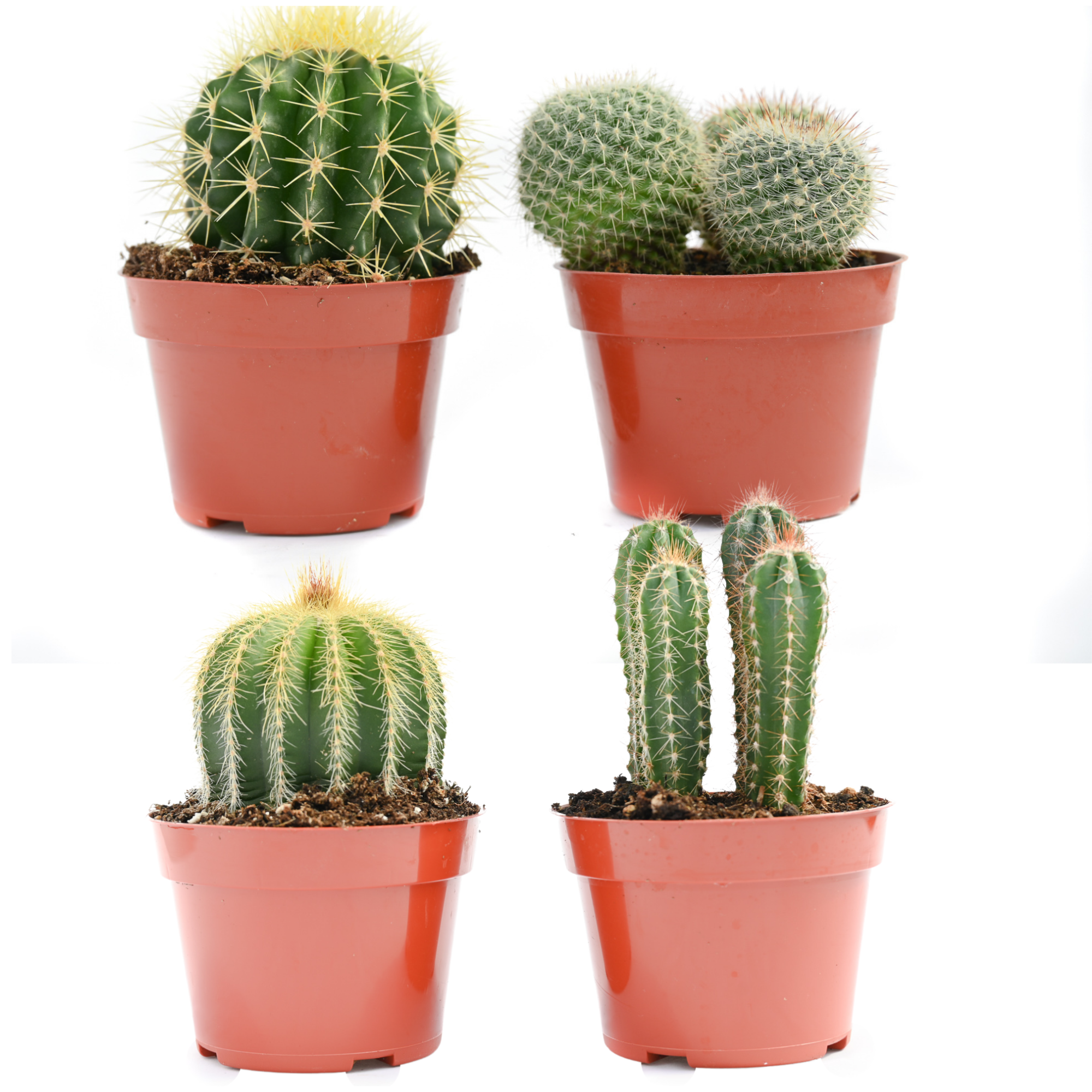 4" Cacti Assorted