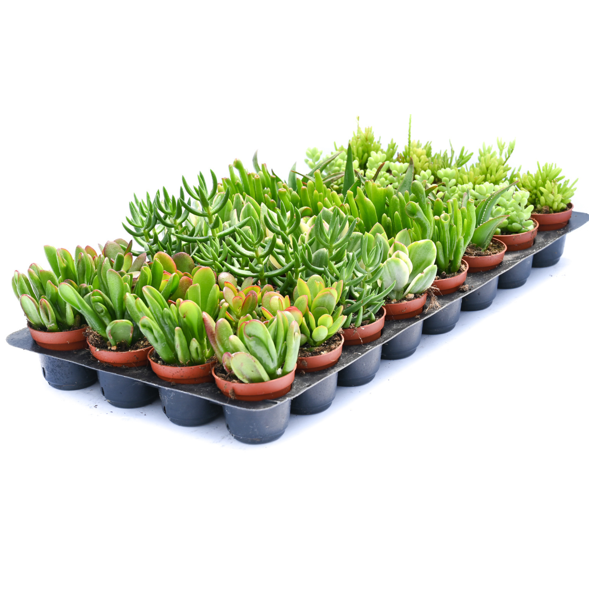 2" Crassula Succulents