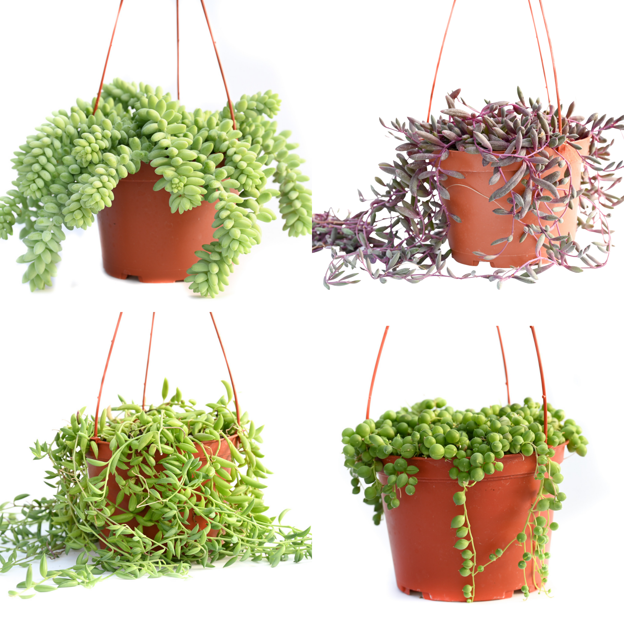 6" Hanging Succulents Assorted
