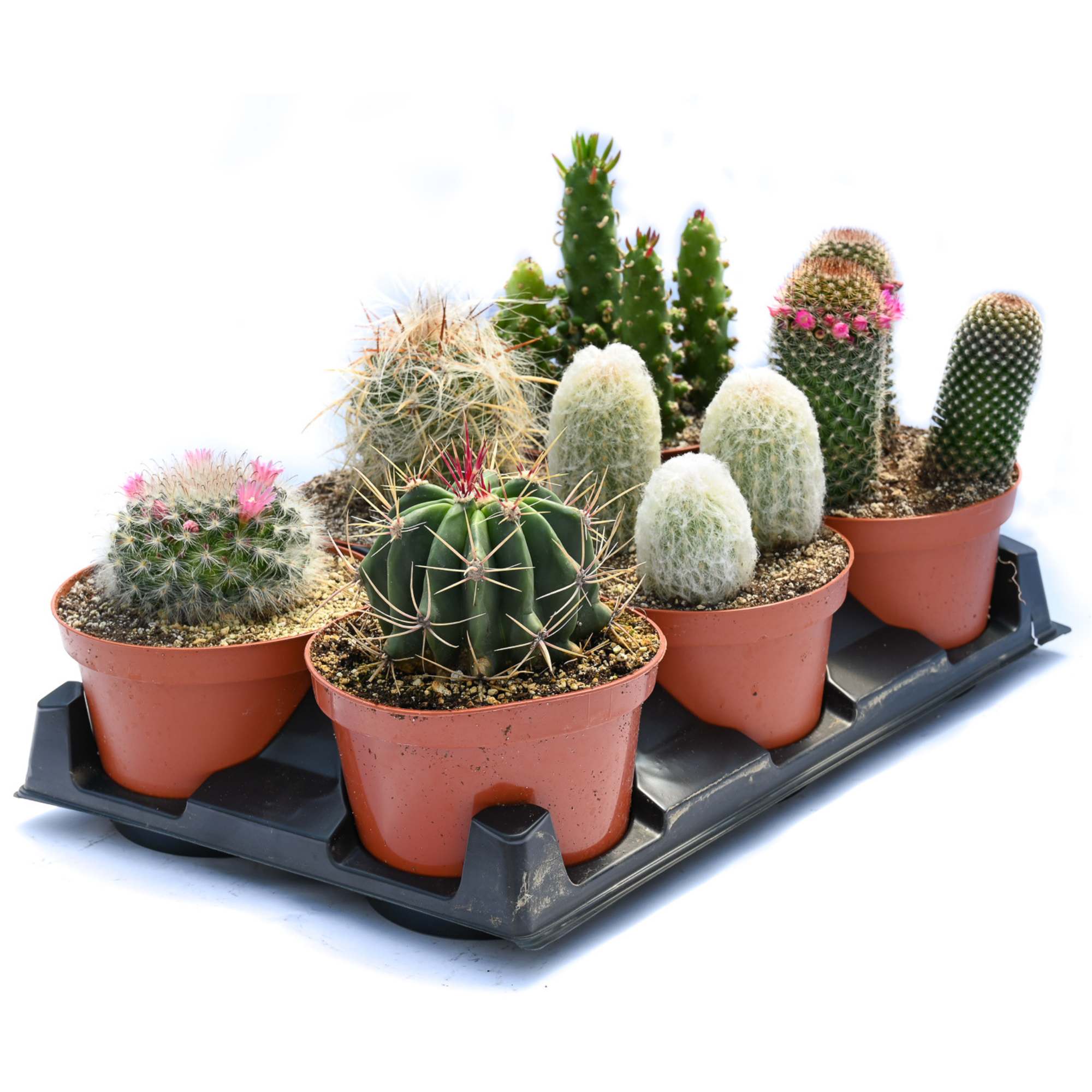 6" Cacti Assorted