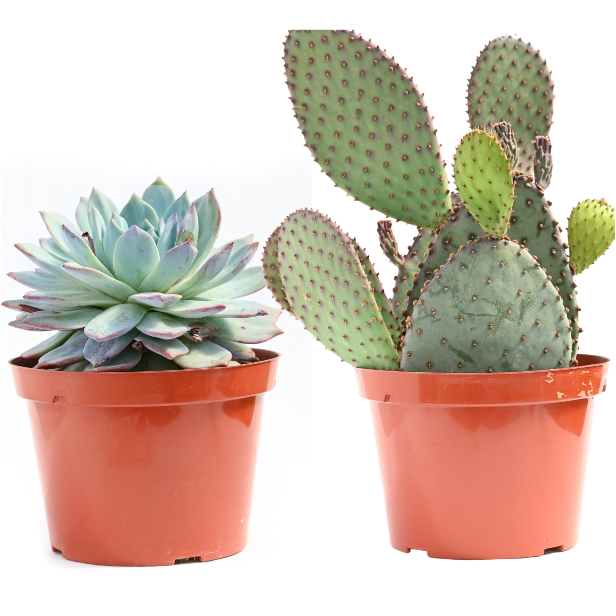 8" Cacti & Succulents Assorted