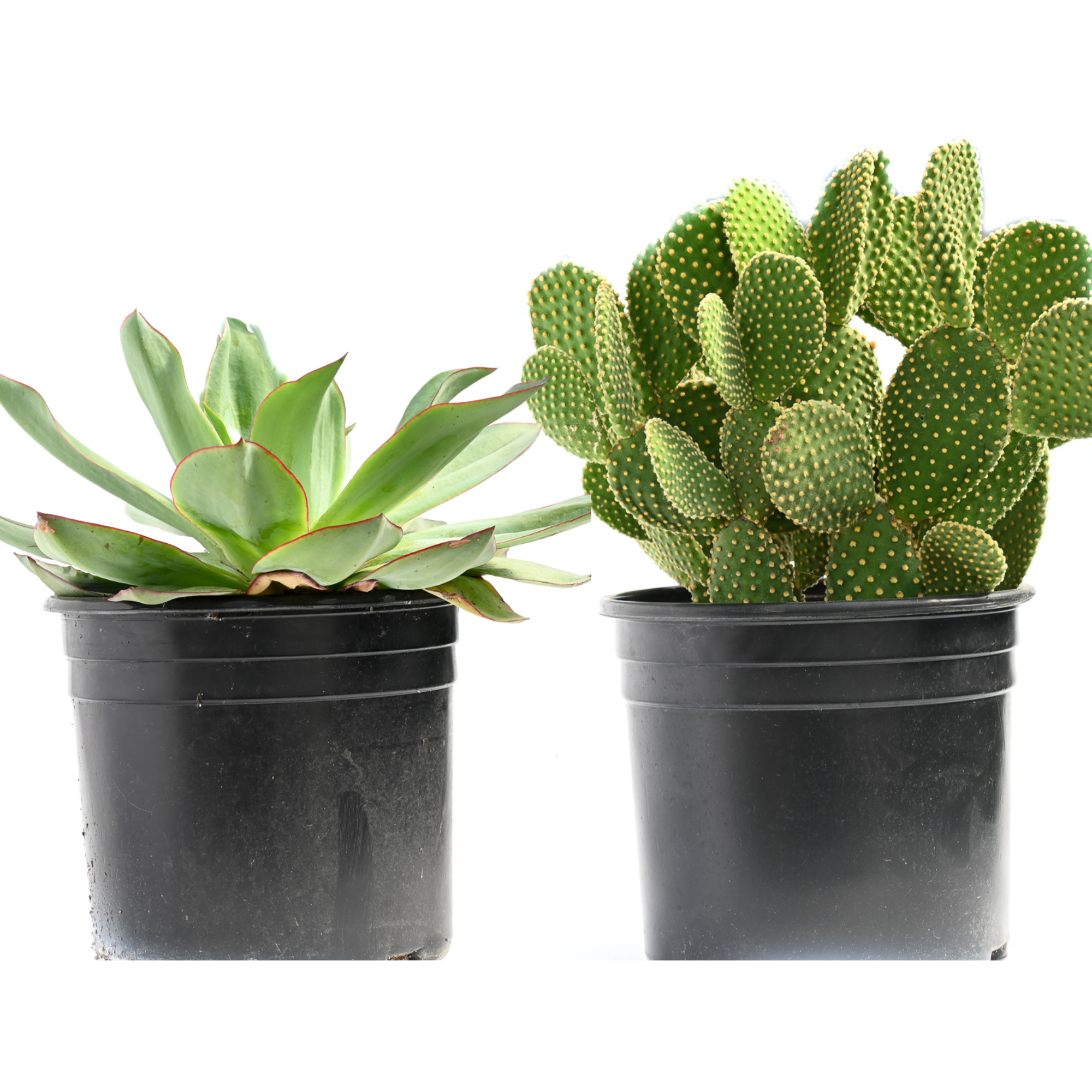 10" Cacti & Succulents Assorted