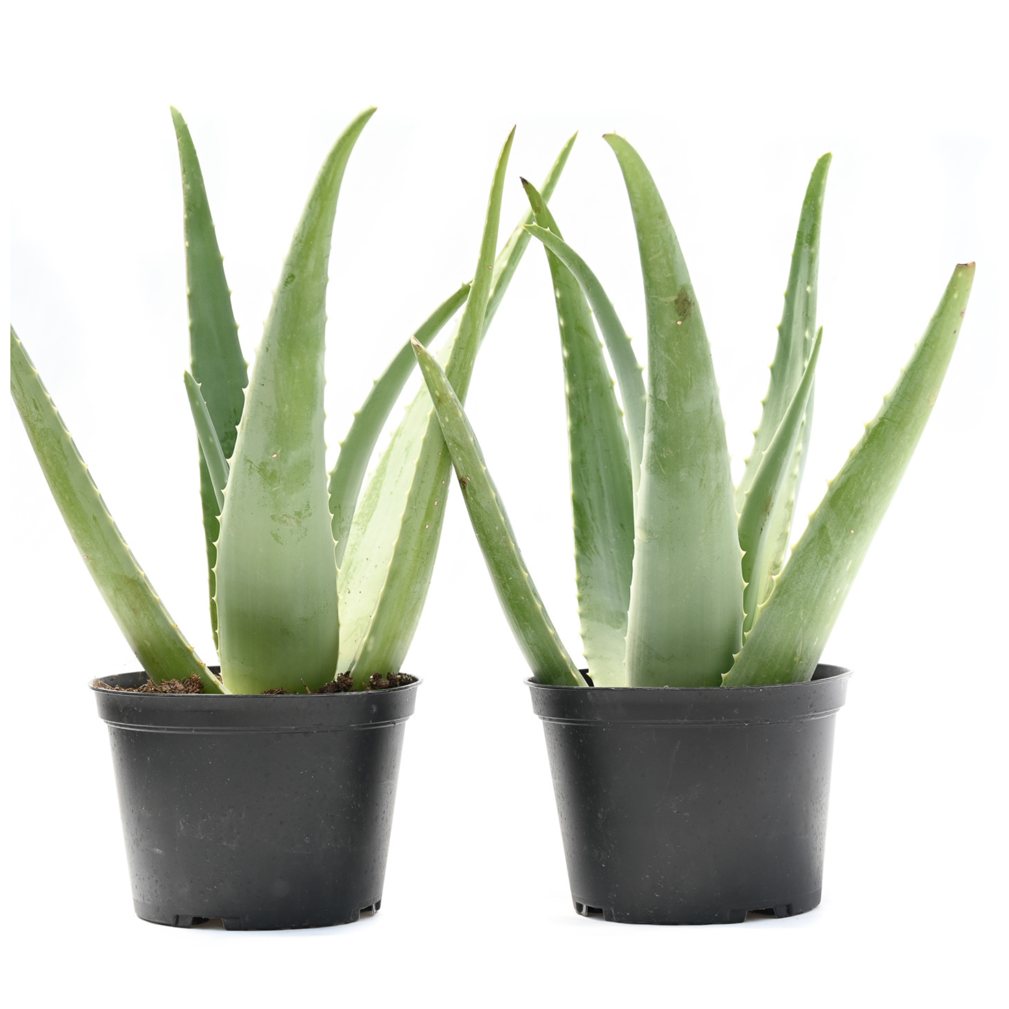 6" Aloe Vera