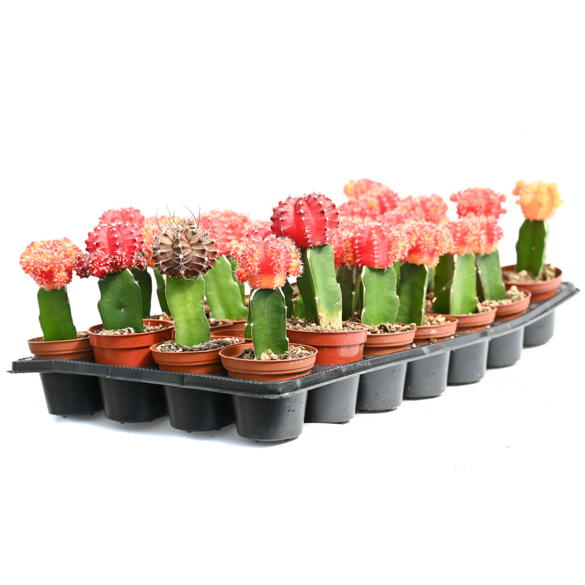 2" Grafted Cactus 