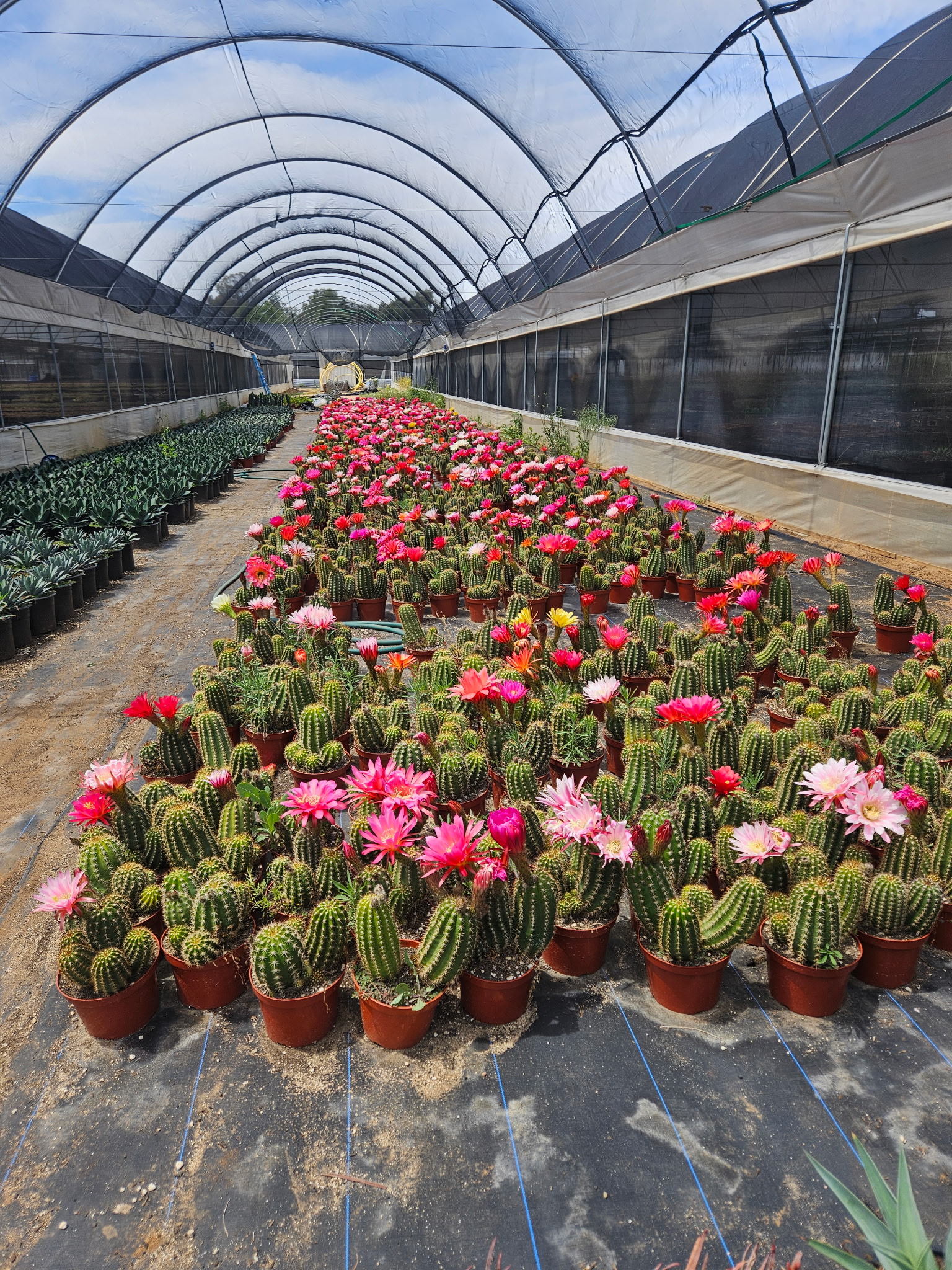 8" Flowering Cacti 