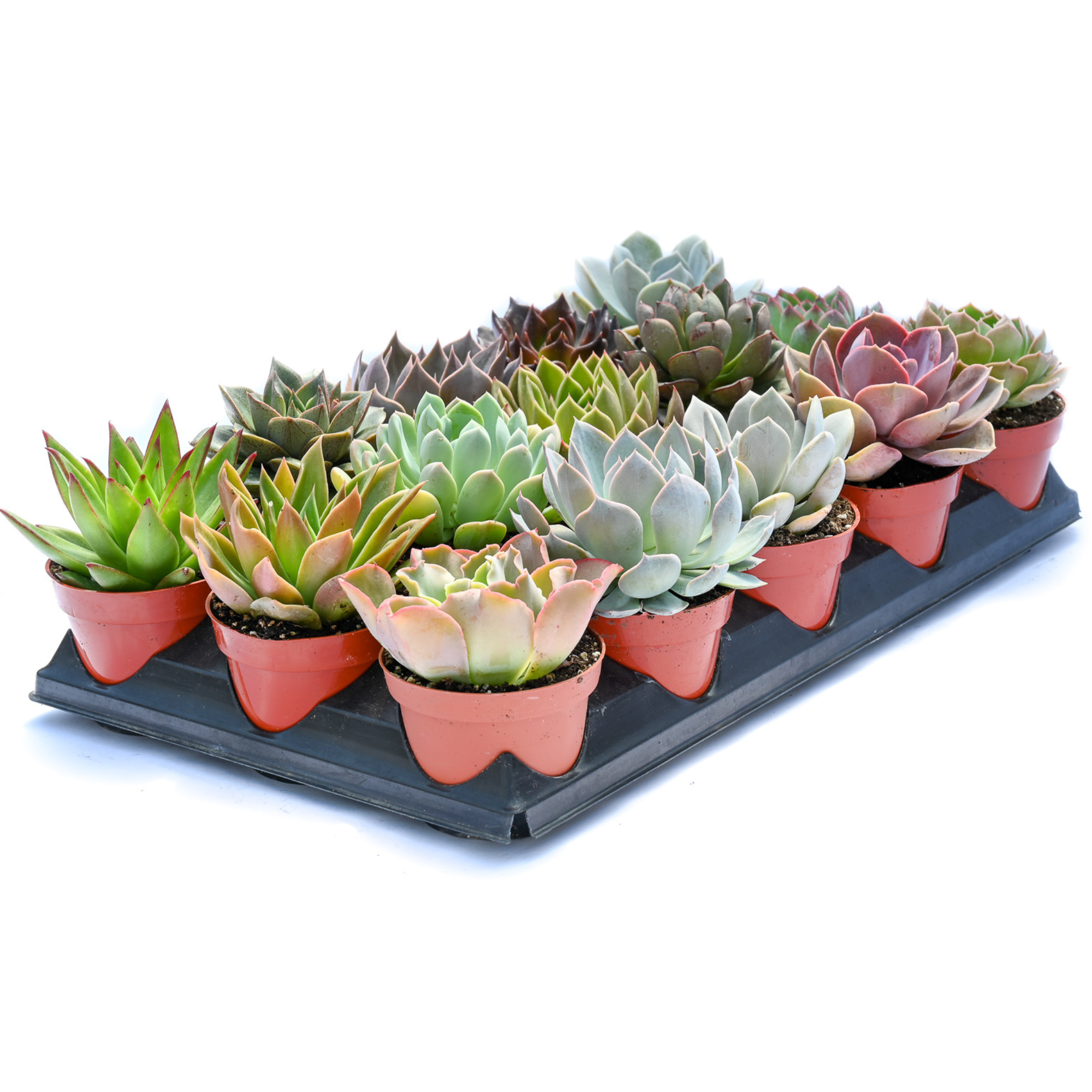 4" Echeveria Succulents 