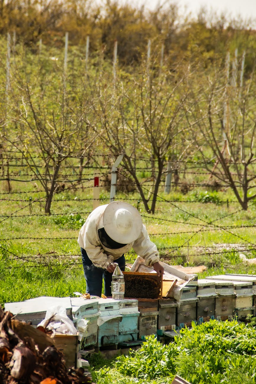 beekeeper tending to beehives in turkiye
