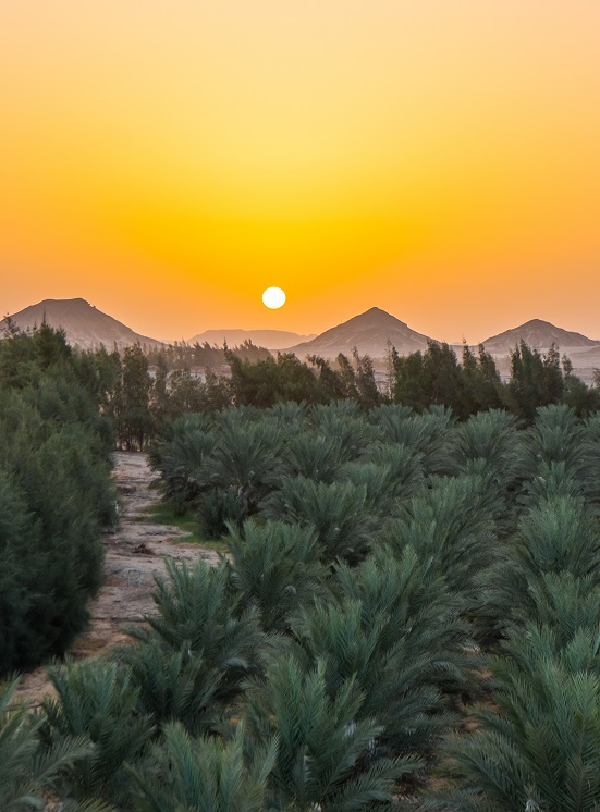 Palm grove origin