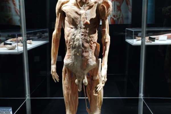 Bodies Human Museum