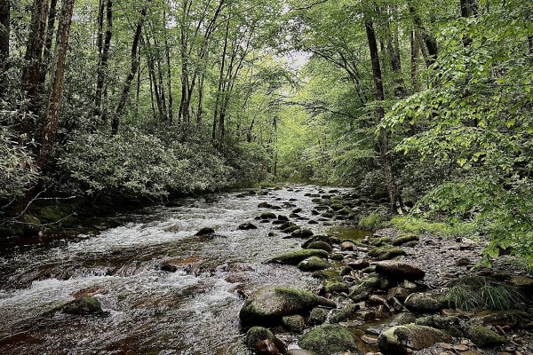 Bradley Fork Trail