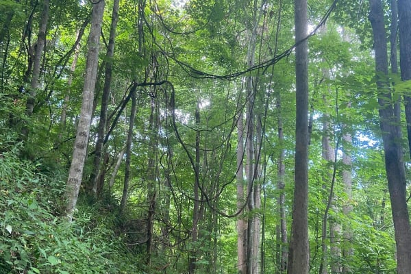 Cucumber Gap Loop Trail