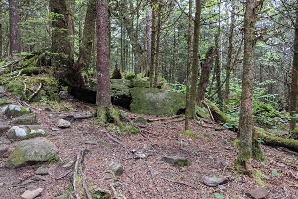 Forney Ridge Trail