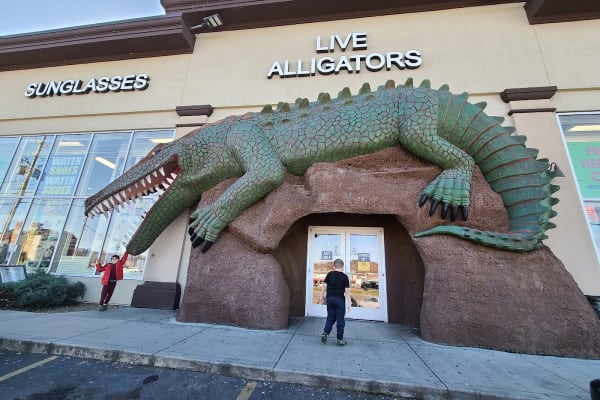 Live Alligators Souvenir Store