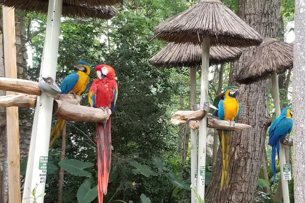 Parrot Mountain and Gardens