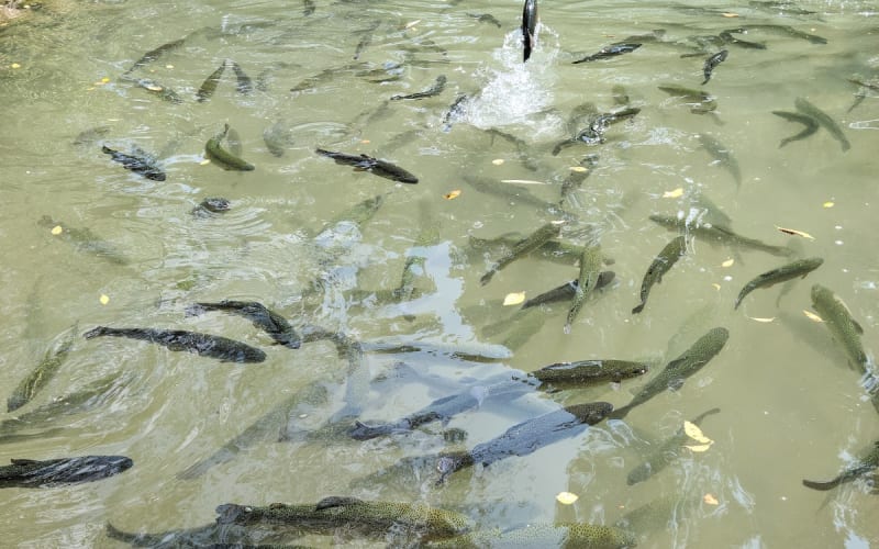 English Mountain Trout Farm, Sevierville