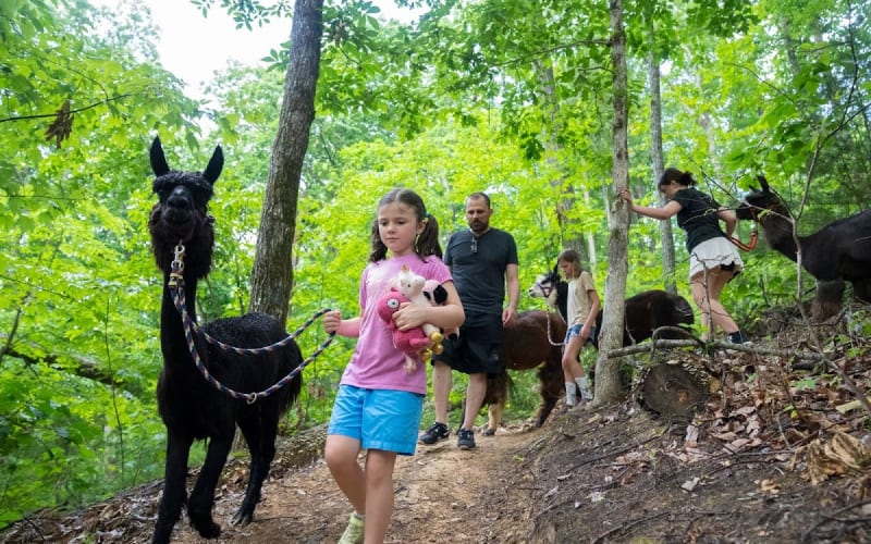 Smoky Mountain Llama Treks, Cosby