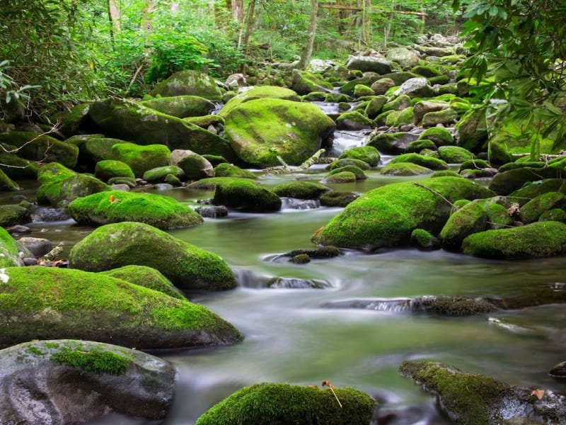 Roaring Fork Motor Nature Trail