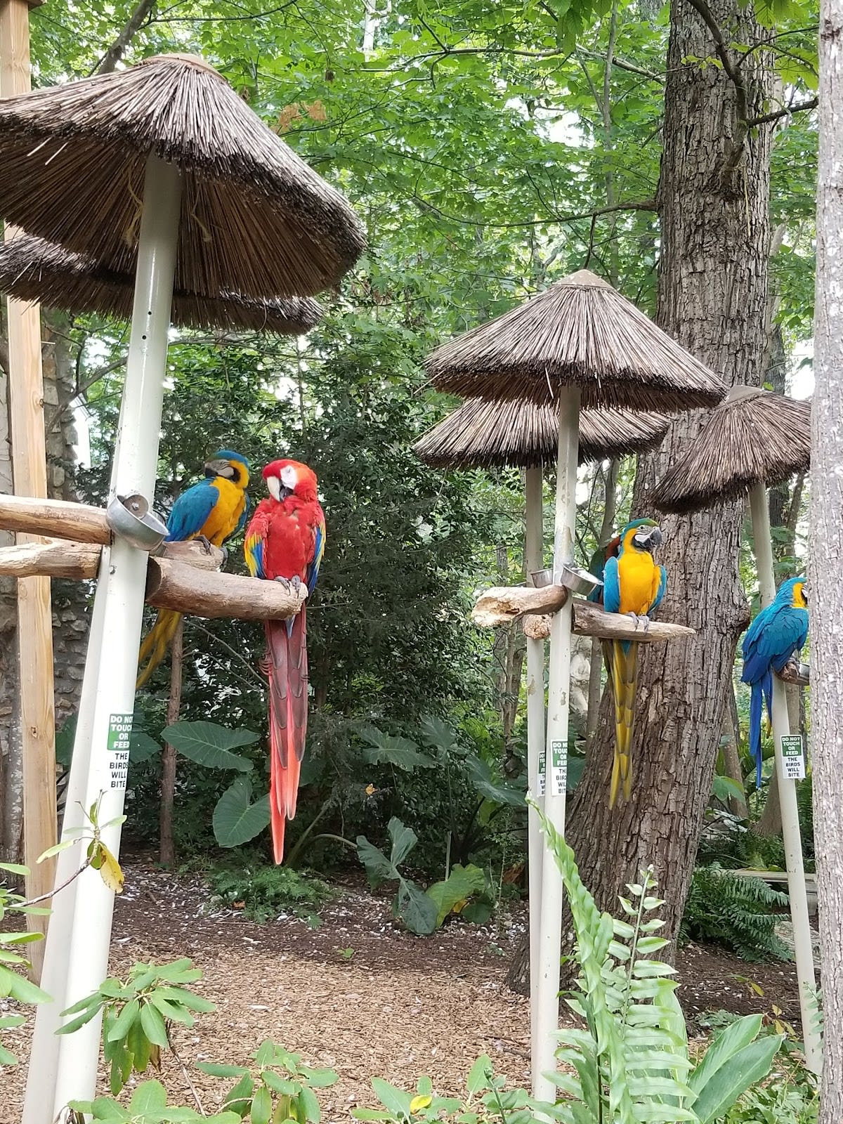 Parriot Mountian Rainbow Parrots