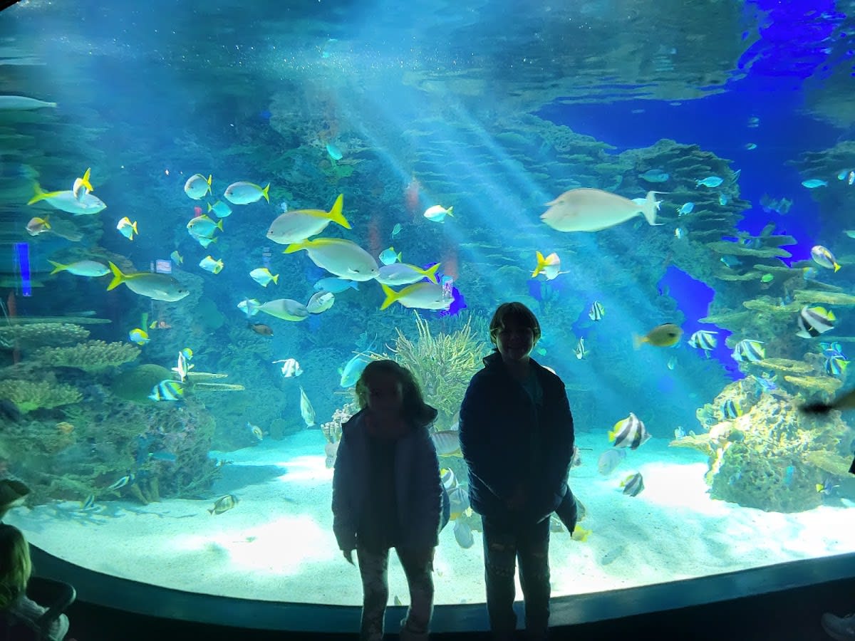 A family marvels at the sharks and fish in the underwater tunnel at Ripley's Aquarium of the Smokies.