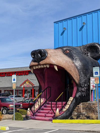 Bear Head Shirts & Gifts