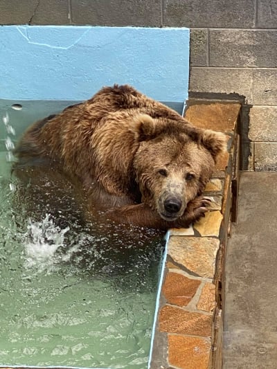 Cherokee Bear Zoo