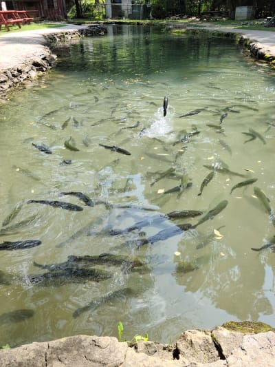 English Mountain Trout Farm