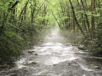Kephart Prong Trail