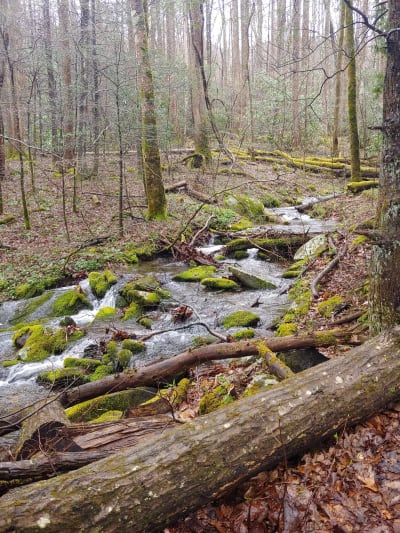 Maddron Bald Trail