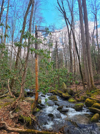 Noah Bud Ogle Nature Trail
