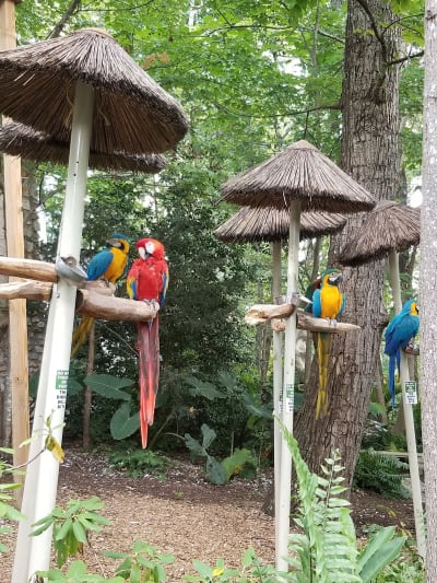 Parrot Mountain & Gardens