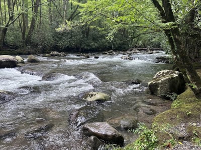 Porters Creek Trail