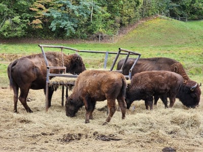 The Brown Buffalo Farm in Gatlinburg