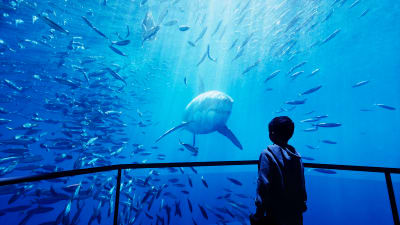 XPERIA: Ocean Journey in Pigeon Forge