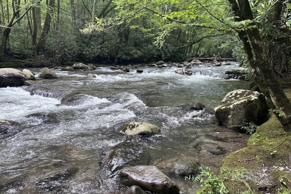 A carpet of yellow wildflowers along Porters Creek Trail