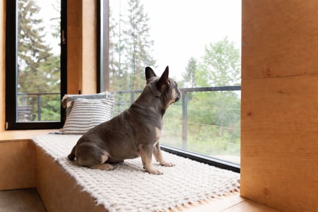 Pet-friendly cabin rentals in the Smoky Mountains