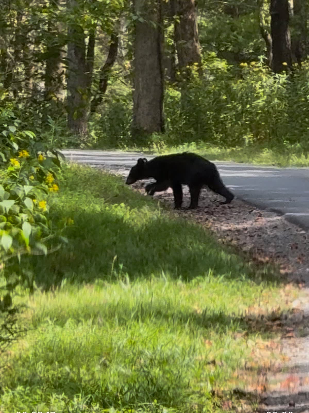 American UTV Rentals