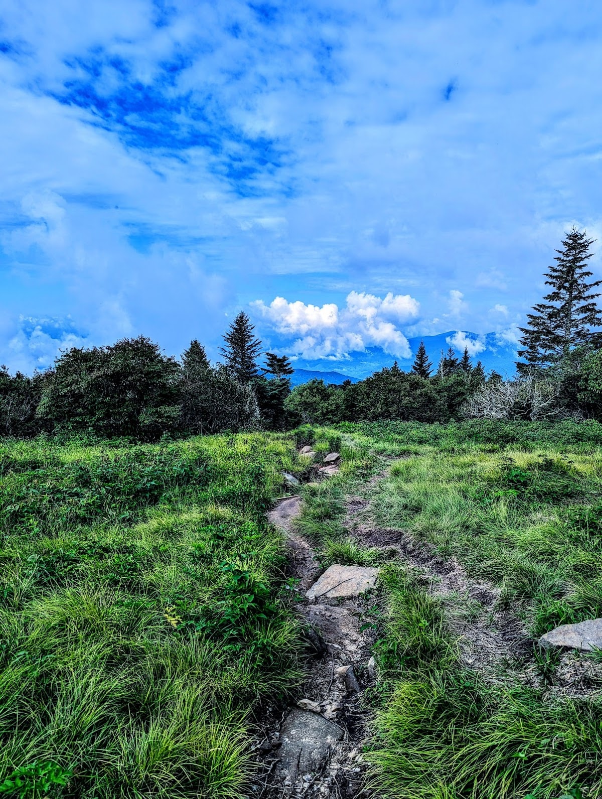 Andrews Bald Trail