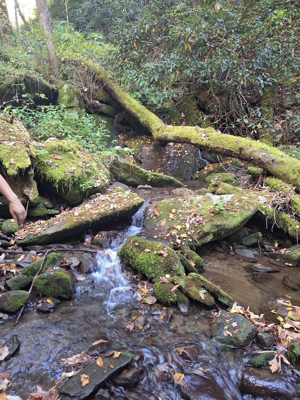 Anthony Creek Trail hiking in the Great Smoky Mountains near Townsend